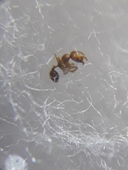 Pheidole parva
