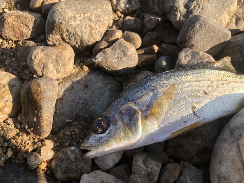 Purplemouth grunt (Pomadasys bayanus) — Haemulidae — 4