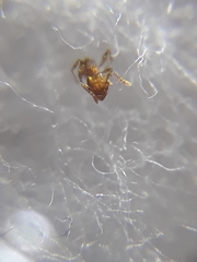 Pheidole parva