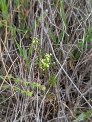 Apiastrum angustifolium