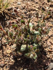 Plagiobothrys verrucosus