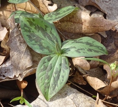 Trillium sessile
