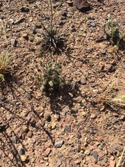 Plagiobothrys verrucosus