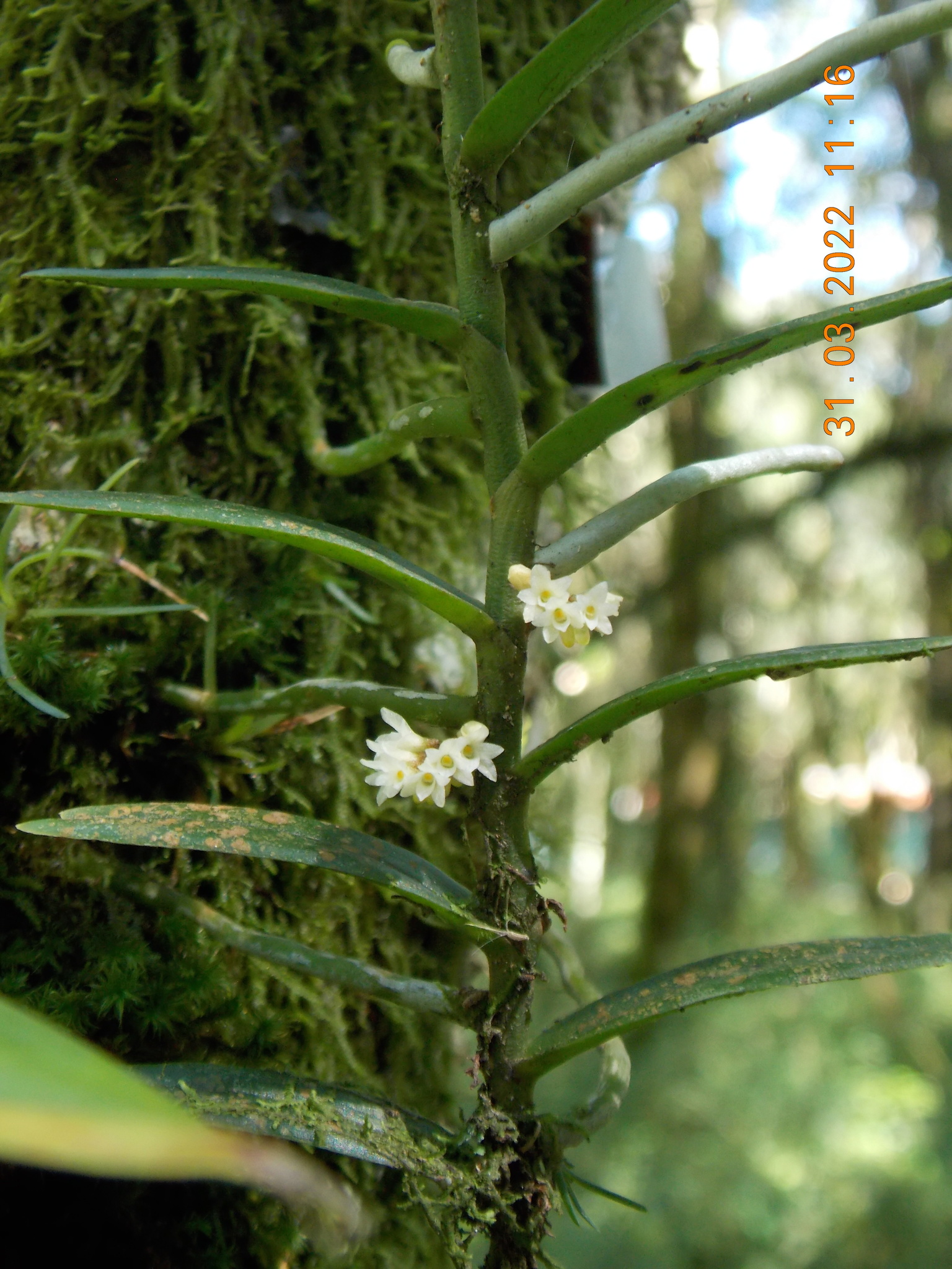 Imagem de Orquídea-de-cheiro