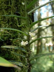 Campylocentrum aromaticum