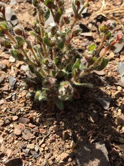 Plagiobothrys verrucosus