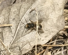 Osmia cornifrons