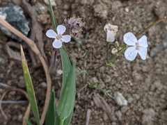 Sibara filifolia