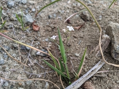 Sibara filifolia