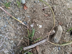 Sibara filifolia
