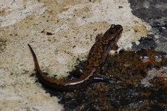 Desmognathus ocoee