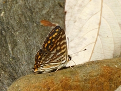 Dodona durga