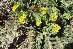 Alkanna orientalis
