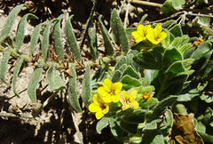 Alkanna orientalis
