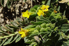 Alkanna orientalis