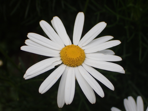 Argyranthemum vincentii image