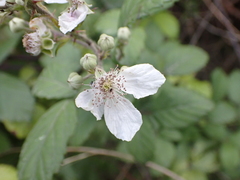 Rubus ulmifolius image