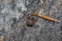 Parasitiformes
