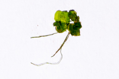 Lemna gibba