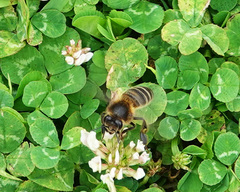 Apis mellifera
