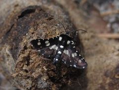 Pseudothyris sepulchralis