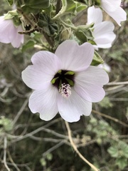 Malva subovata