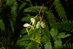 Begonia meyeri-johannis image