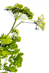 Conium maculatum