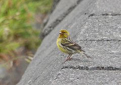 Serinus canaria