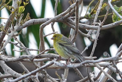 Serinus canaria