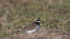 Charadrius hiaticula tundrae