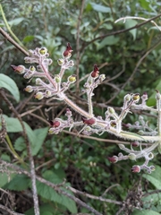 Scrophularia villosa