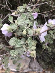 Malva subovata