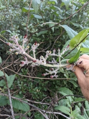 Scrophularia villosa