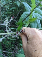 Scrophularia villosa