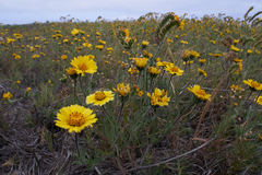 Layia platyglossa
