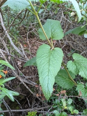 Scrophularia villosa