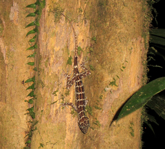 Cyrtodactylus consobrinus