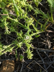 Harpagonella palmeri