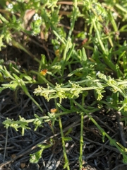 Harpagonella palmeri