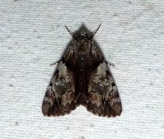 Catocala blandula
