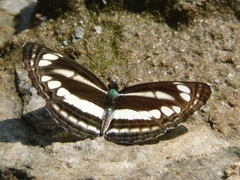 Neptis clinia susruta