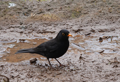 Turdus merula cabrerae
