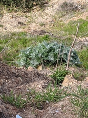 Constancea nevinii
