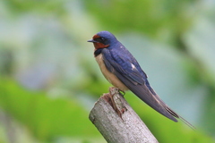 Barn Swallow - Photo (c) Curtis, some rights reserved (CC BY-NC-SA)