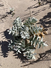 Cirsium rhothophilum