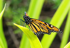 Danaus plexippus