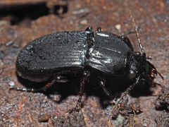 Abax parallelepipedus
