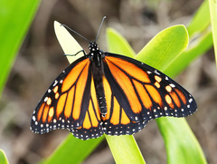 Danaus plexippus