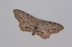 Idaea atlantica